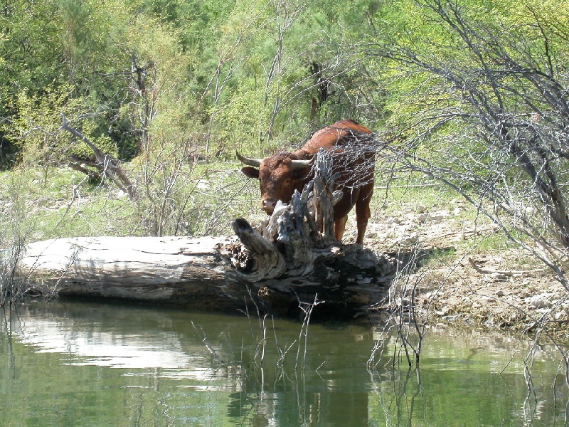 Bull near El Mirage