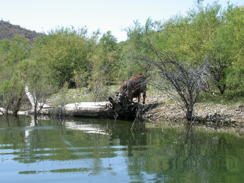 Bull near El Mirage