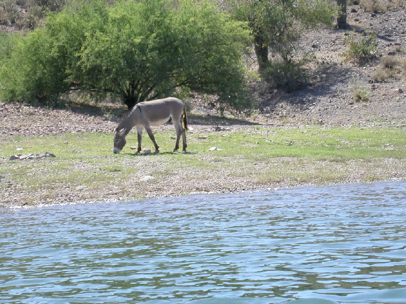 Donkeys near El Mirage