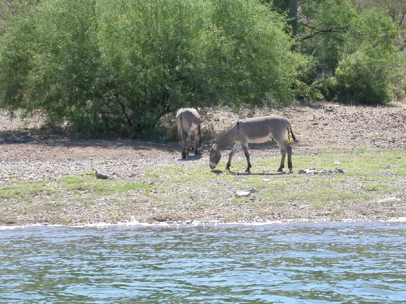 Donkeys near El Mirage